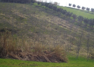 Vallarola, Cellino Attanasio, ,Terreno agricolo,Vendita,Contrada Vallarola,1427