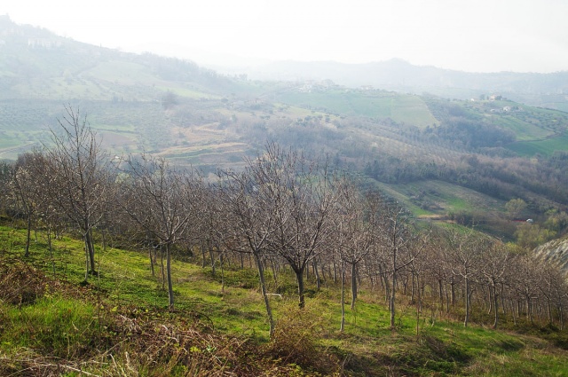 Vallarola, Cellino Attanasio, ,Terreno agricolo,Vendita,Contrada Vallarola,1427