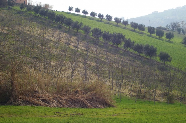 Vallarola, Cellino Attanasio, ,Terreno agricolo,Vendita,Contrada Vallarola,1427