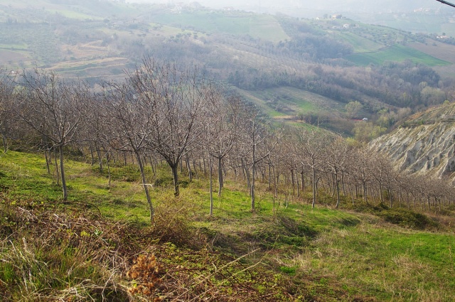 Vallarola, Cellino Attanasio, ,Terreno agricolo,Vendita,Contrada Vallarola,1427